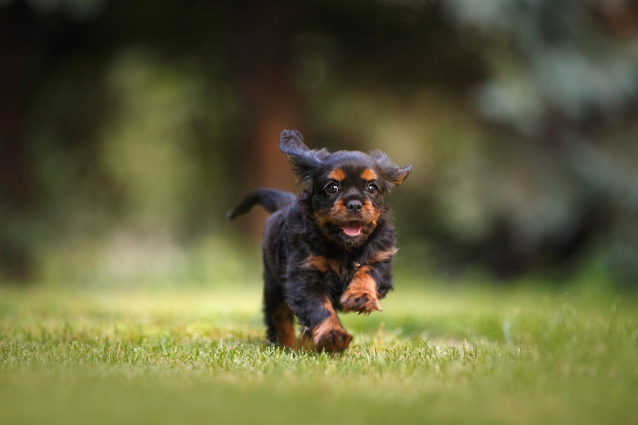 24 hour pet clinic
